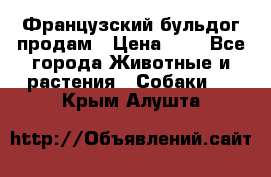 Французский бульдог продам › Цена ­ 1 - Все города Животные и растения » Собаки   . Крым,Алушта